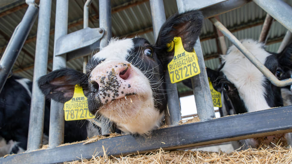 Хедлок фиксирует шею  животного и позволяет сотрудникам провести осмотр