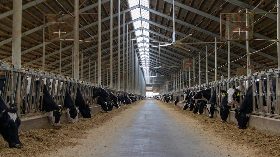 Рацион зависит от возраста животных. Телятам сначала дают комбикорм, затем добавляют в него сено луговых трав. Взрослые животные питаются силосом и сенажом. 