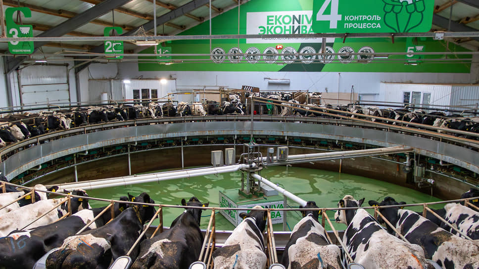 Дойка происходит на карусели. Коровы движутся по кругу, а пять операторов обрабатывают им вымя и подсоединяют вакуумные стаканы