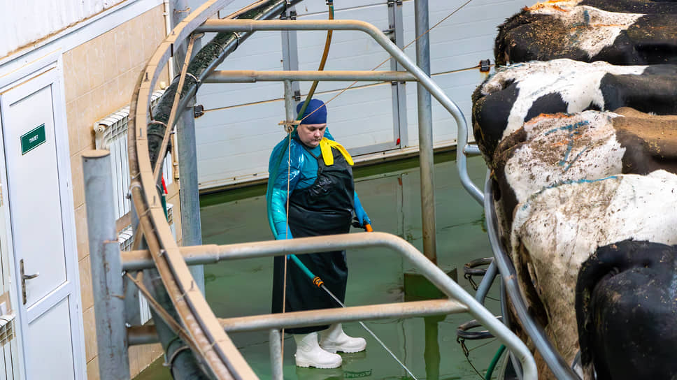 В сутки взрослая корова Голштинской породы дает около 35-40 л молока