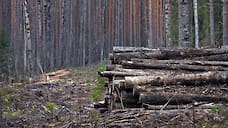 В Ярославской области лесозаготовители возместили 3,9 млн рублей за незаконные вырубки