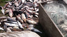 В Ярославской области за полгода выявлено почти 500 браконьеров