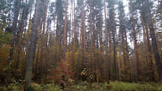 В Ярославской области высадят 75 тысяч молодых деревьев