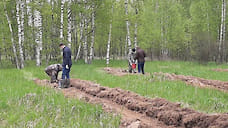 В Ярославской области осенью проведут лесопосадки на площади 150 га