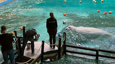 400 ярославских врачей из «красных зон» бесплатно посетят дельфинарий