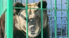 В Ярославле в музее-заповеднике проснулась медведица Маша