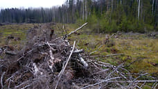 Жителя Ярославской области осудят за незаконную вырубку леса на 1,9 млн рублей