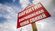 В Ярославской области активны два очага африканской чумы свиней