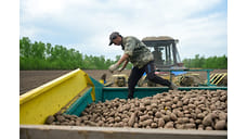 В Ярославской области упали продажи овощей, зерна и яиц