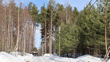 Ярославская полиция возбудила уголовное дело по вырубке Прусовского леса
