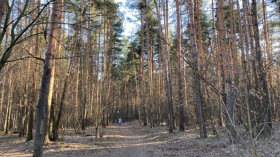 Тверицкий бор