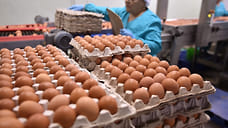 В Ярославской области производство яиц выросло почти на 6%