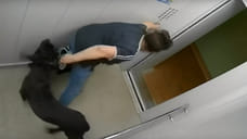 Напавшие на ребенка собаки в Ярославле переданы в приют