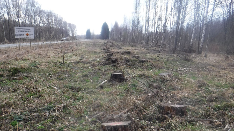 Вырубленные деревья на дороге Нагорье - Берендеево