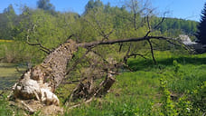 Ярославские власти отказались уничтожать грызущих деревья бобров