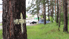 В Ярославском районе для ремонта дороги вырубят часть леса
