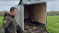 С территории ярославского вуза эвакуировали лося