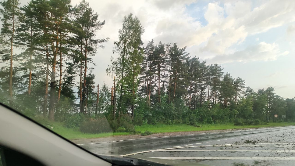 Сломанные деревья вдоль трассы Ярославль - Кострома