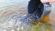 Суд обязал организацию выпустить в Рыбинское водохранилище стерлядь