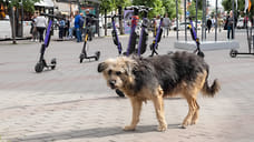 В Ярославской области установили стоимость отлова бездомных животных на 2026 год