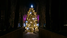 Новогоднюю ель в Ярославль привезет подрядчик из Подмосковья