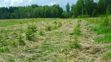 В Ярославской области высадили 10 тысяч гектаров леса