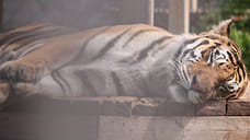 В Ярославском зоопарке умер амурский тигр