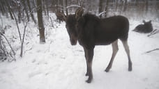 В Ярославской области браконьер застрелил лосиху с лосенком