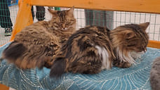 Владельца нелегального кошачьего зоопарка в Рыбинске отрафовали повторно