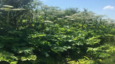 В Ярославской области у собственника изъяли заросшую борщевиком землю