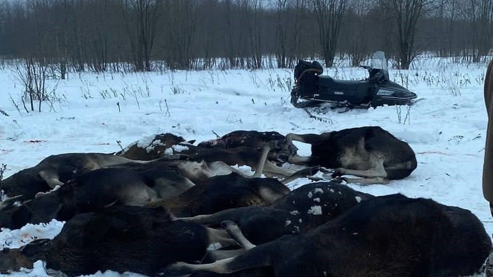 Убитые в ходе незаконной охоты лоси