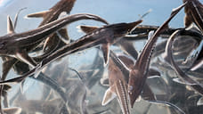 Рыбный день