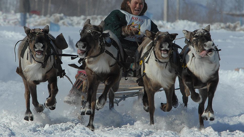В Ямало-Ненецком автономном округе кочевой образ жизни ведут около трех тысяч семей. 