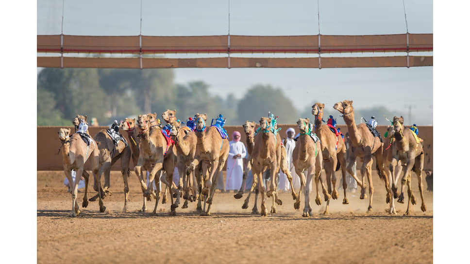 Еженедельные верблюжьи гонки на треке Аl Sawan