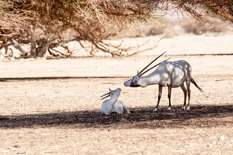 Арабские ориксы - редкие белые антилопы, почти вымершие в дикой природе 