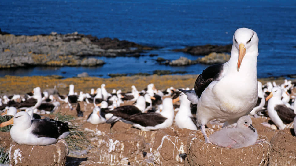 На острове Стипл-Джейсон живут миллионы птиц и сотрудники орнитологической станции имени Стейнхардта