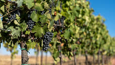 От терруара до полки