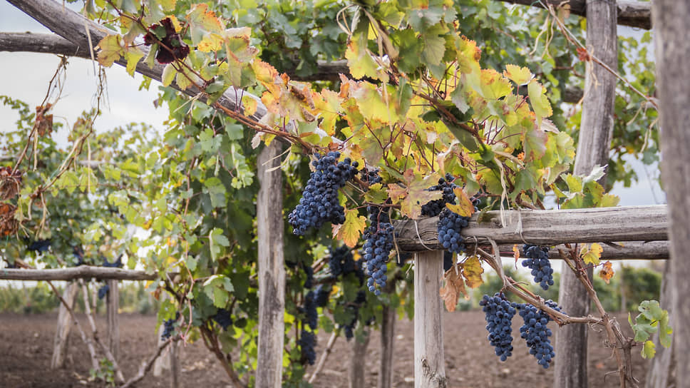 Красностоп золотовский, формировка куста «Донская чаша»