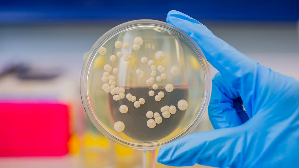 Дрожжевые культуры в лаборатории