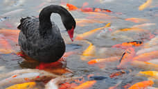 «Черные лебеди-2026»