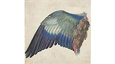 Альбрехт Дюрер. «Крыло сизоворонки», около 1500