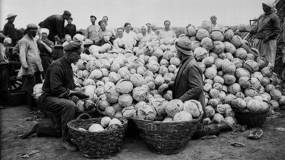 В русской деревне хороший урожай капусты был самой лучшей гарантией от зимней цинги