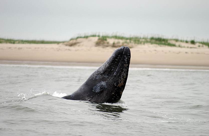 Благодаря совместным действиям экологов и нефтяников популяция серых китов растет 
