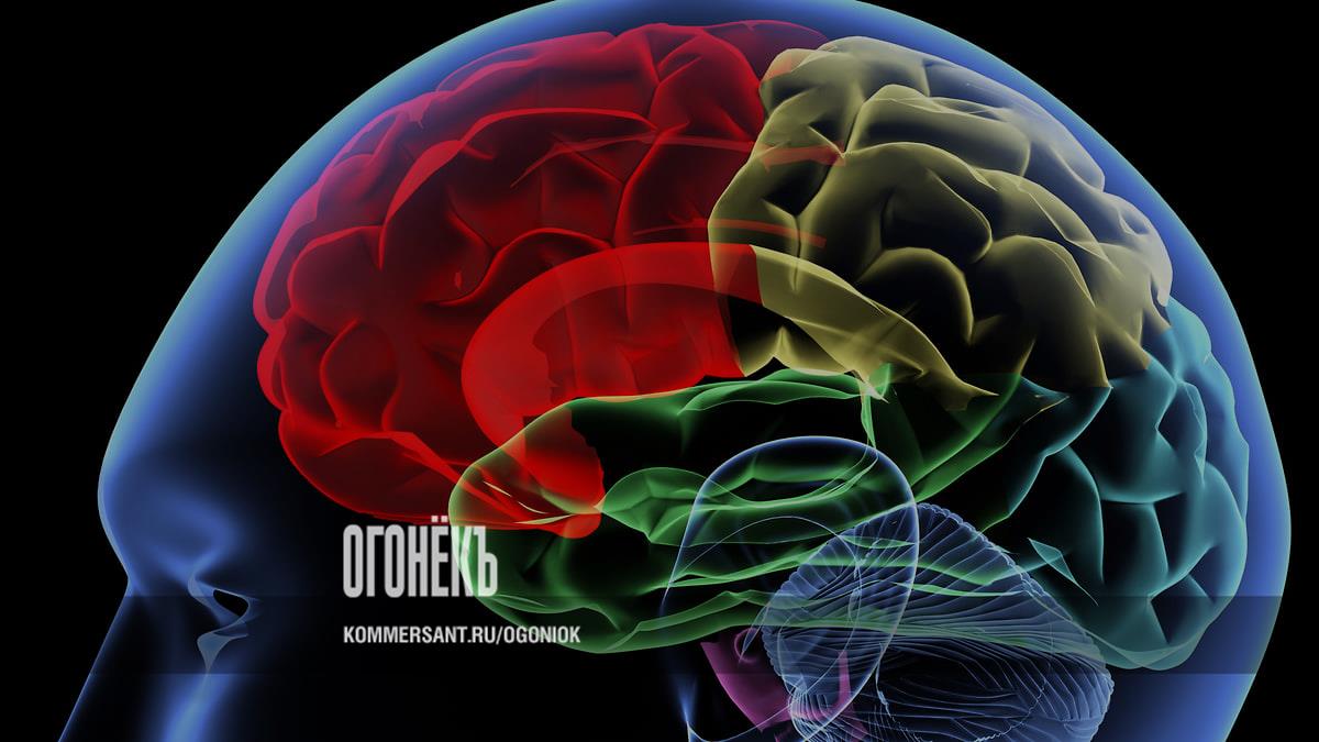 Как работает мозг человека