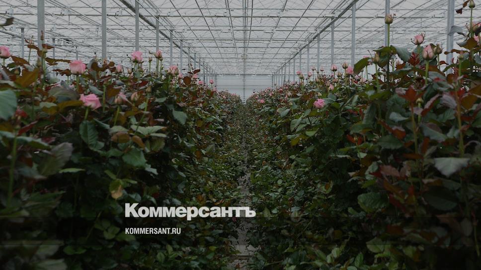 Декоративно цветочные культуры оранжерейная ул 24 фото