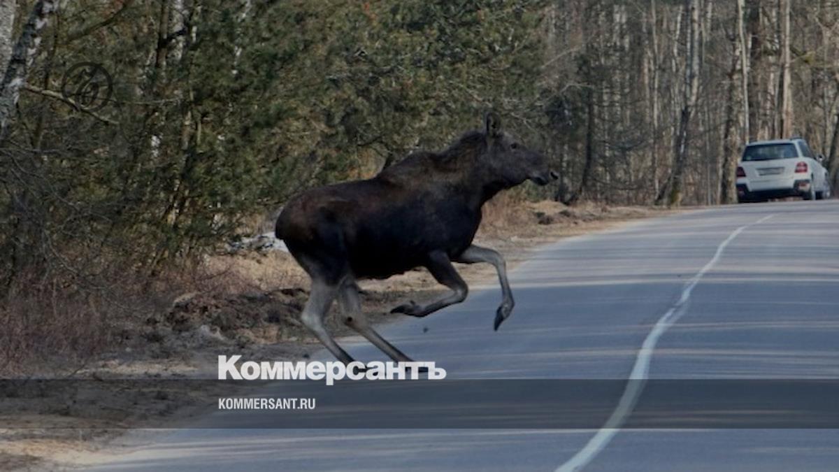 В Ярославской области лоси на дорогах вызвали 10 ДТП за две недели –  Коммерсантъ Ярославль