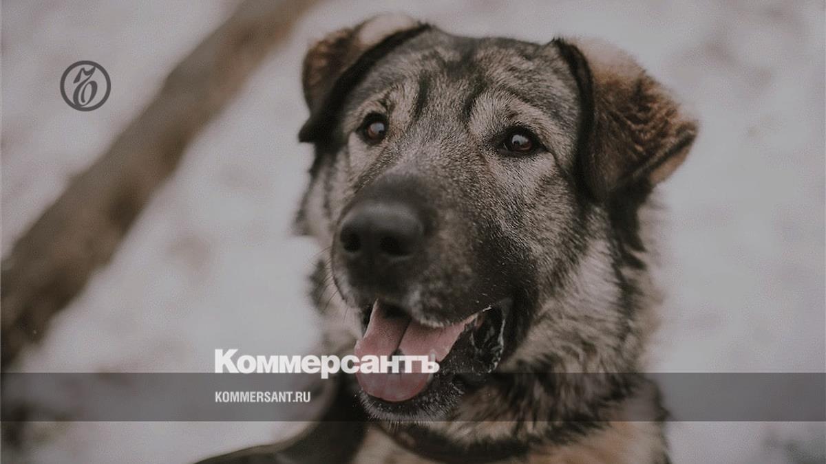 Спасение ковчега – Коммерсантъ Ярославль