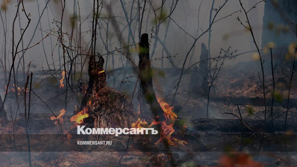 Площадь лесных пожаров в свердловской области за сутки сократилась в три раза