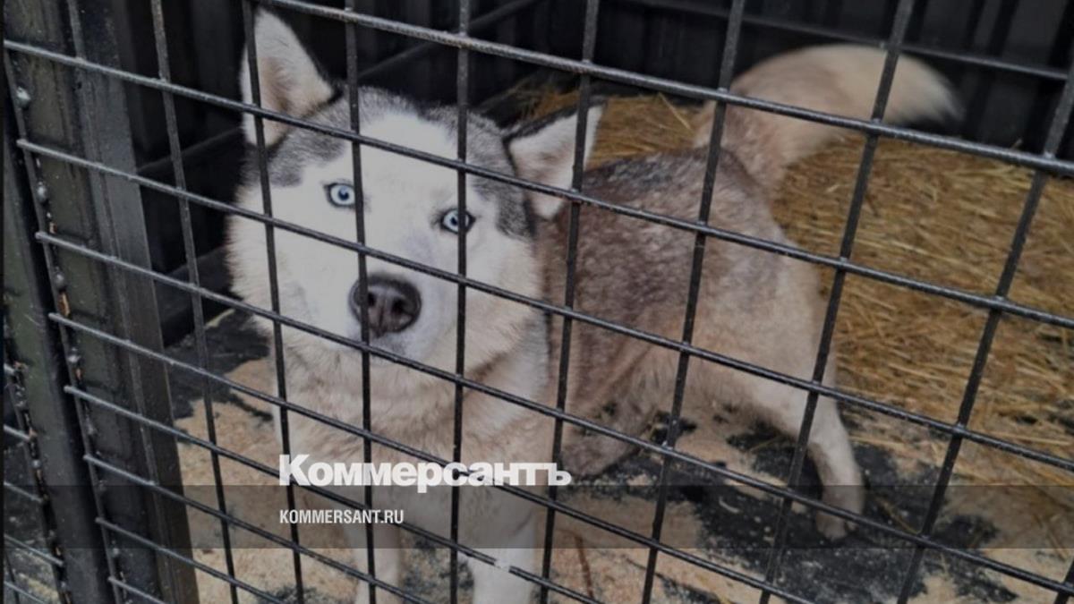 В асбесте за 50 млн рублей построят приют для животных