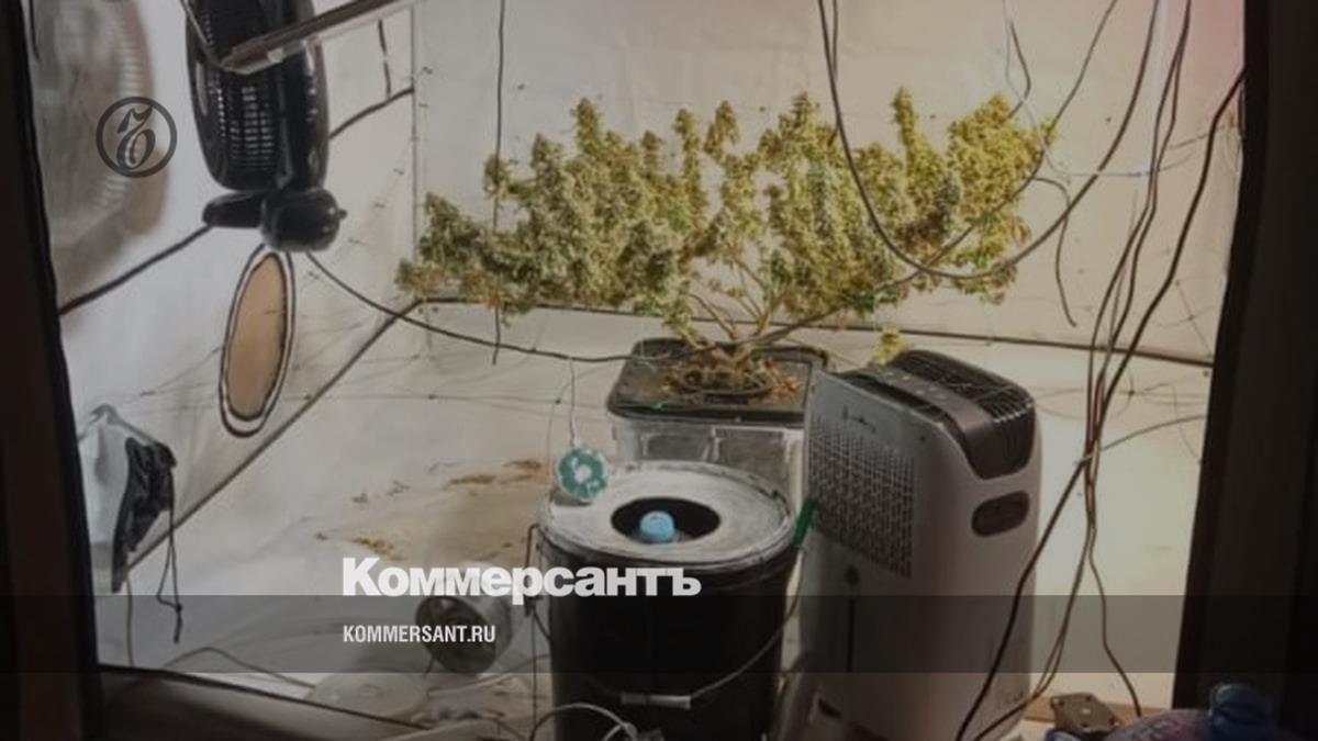 В кингисеппской квартире нашли полкилограмма марихуаны и плантацию конопли  – Коммерсантъ Санкт-Петербург